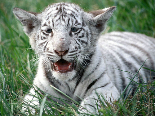 white tiger cub